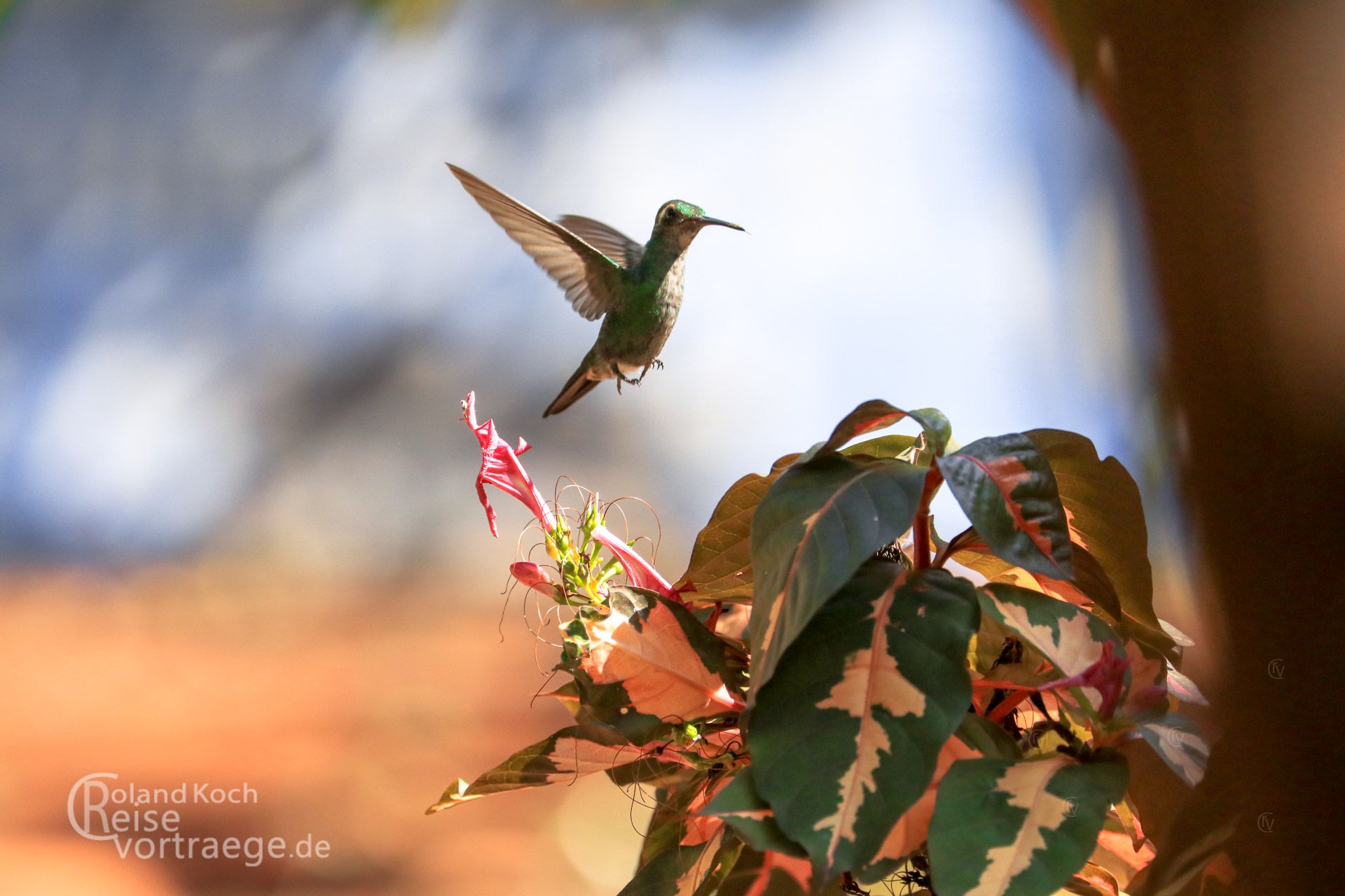 Kuba, Cuba, Kolibri